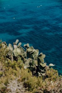 Kaboompics - Blue Sea Background with Prickly Pear and Coastal Bokeh