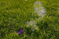 Kaboompics - Soap Bubble Clusters over Green Grass and Purple Wildflowers