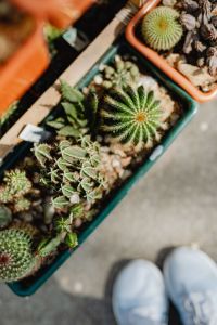 Kaboompics - Top-Down Cactus Market Display beside a Shopper’s Sneakers