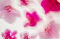 Kaboompics - Scattered Pink Orchid Flowers Abstract Background