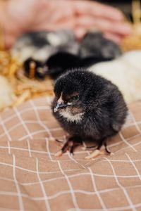 Kaboompics - Gray Baby Chicks Sitting on Straw