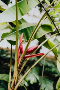 Kaboompics - Tropical Flower Detail in a Botanical Garden