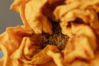 Kaboompics - Orange Dried Flower Macro Close-Up