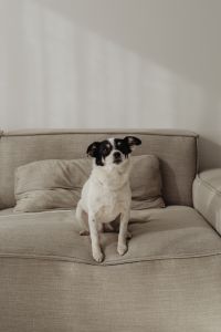 Kaboompics - Portrait of a Black and White Dog on a Neutral Couch