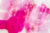 Kaboompics - Blurred Orchid Flowers Soft Pink Abstract Background