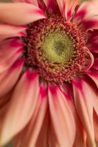 Kaboompics - Pink Flower Center Macro on Soft Neutral Background