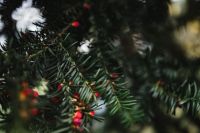 Kaboompics - Autumn Details