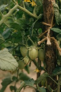 Kaboompics - Unripe Roma Tomatoes Growing On Vine