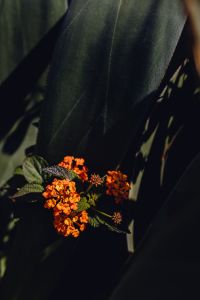 Kaboompics - Orange Flower Clusters on a Broad-Leaf Succulent, Dark Green Botanical Close-Up