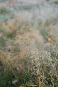 Kaboompics - Close Up of Dew Covered Grass in an Autumn Meadow
