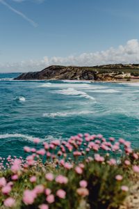 Cluster of Pink Flowers Growing at the Ocean's Edge, Portugal