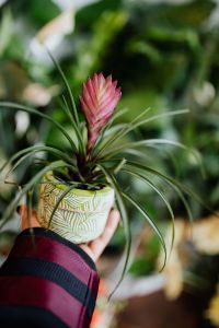 Kaboompics - Tillandsia Cyanea