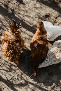 Kaboompics - Farm chicken eating seeds