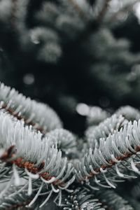 Kaboompics - Macro Spruce Needles with Heavy Frost and Dark Bokeh