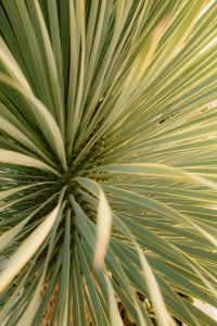 Kaboompics - Variegated Yucca Leaf Texture