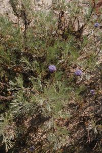 Kaboompics - Close-Up of Purple Flowers in a Sandy Meadow