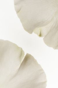 Kaboompics - Backlit White Flower Petal Close-Up with Translucent Edges, Minimal Botanical Background with Bright Copy Space