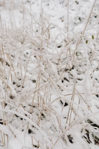 Kaboompics - Hoarfrost Coated Meadow Grass In Snowy Forest