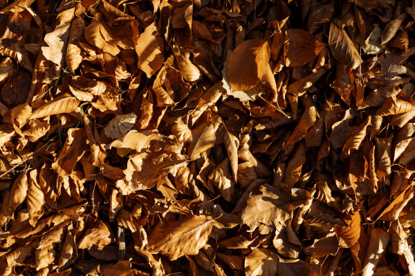 Good Fall Backg Peaceful Autumn Woodland Landscape. Ideal for fall and forest projects ...