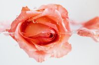 Kaboompics - Water Splash Around a Pink Rose on a Pale Background