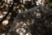 Kaboompics - Rain Covered Transparent Umbrella Against Autumn Trees