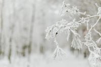 Kaboompics - Cloud Dancer Frosted Branches in a White Winter Landscape