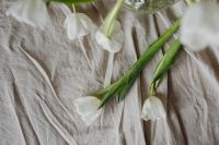 Kaboompics - Overhead Flat Lay of Loose White Tulips and Stems on Beige Linen