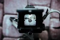 Kaboompics - Dog through a camera lens