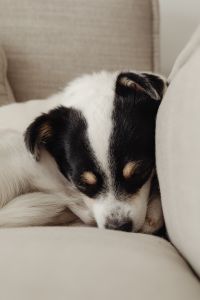 Kaboompics - Close-Up of a Dog Sleeping Between Sofa Cushions