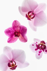 Kaboompics - Backlit Orchid Macro Detail With Intense Pink Center