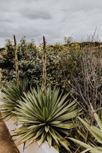 Kaboompics - Plants of Portugal