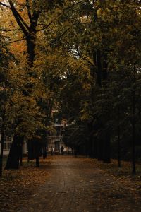 Kaboompics - Tree Lined Path Covered with Leaves in an Autumn Park