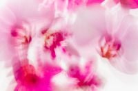 Kaboompics - Pink Orchid Flowers Motion Blur Abstract Background