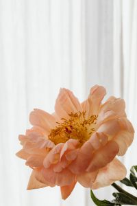 Kaboompics - Peach Flower with Large Neutral Copy Space and Sheer Curtains