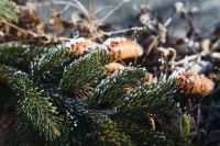 Kaboompics - Frosted Spruce Needles and Pine Cones in a Winter Woodland Close-Up