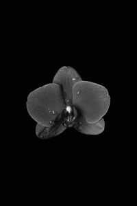 Kaboompics - Monochrome Orchid Flower Minimal Isolated On Black Background