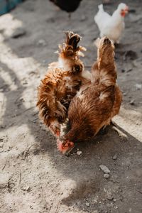 Farm chicken eating seeds