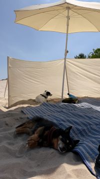 Kaboompics - Dogs Resting In The Shade Under A Beach Umbrella