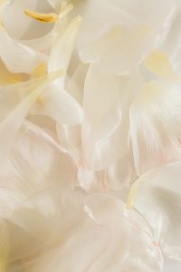 Kaboompics - Abstract White Petal Texture with Fine Fabric Detail