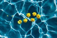 Kaboompics - Small yellow flowers floating in the pool