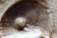 Kaboompics - Iridescent Shell with Cream Pearl on White Textured Surface, Close-Up