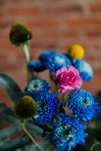 Kaboompics - Soft Focus Floral Arrangement with Blue Chrysanthemums and Pink Carnation