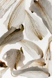Kaboompics - Layered Dried White Petals with Veined Texture, Abstract Macro Background