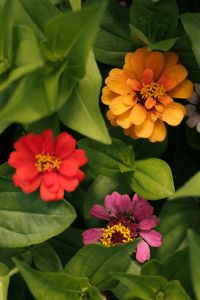 Kaboompics - Orange Red and Magenta Zinnias in Bloom