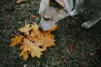 Kaboompics - Dog with yellow leaves