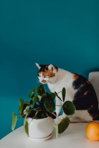 Kaboompics - Cute tricolor cat