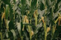 Kaboompics - Green Corn Stalks with Developing Ears and Silks, Summer Maize Field and Crop Texture