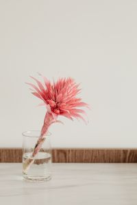 Kaboompics - Striped Aechmea Leaves with Soft Pink Bloom