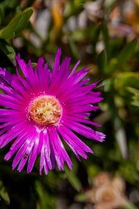 Kaboompics - Macro Pink Carpobrotus Rossii Flower with Botanical Texture