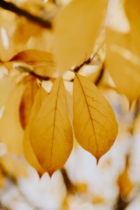 Kaboompics - Abstract Soft-Focus Magnolia Leaf Background